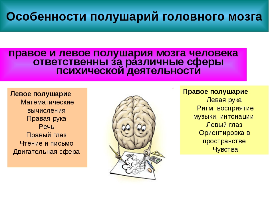 Особенности правого и левого полушария. Головной мозг левое и правое полушарие. Характеристика левого и правого полушария. Отличие правого и левого полушария мозга. Различие полушарий мозга