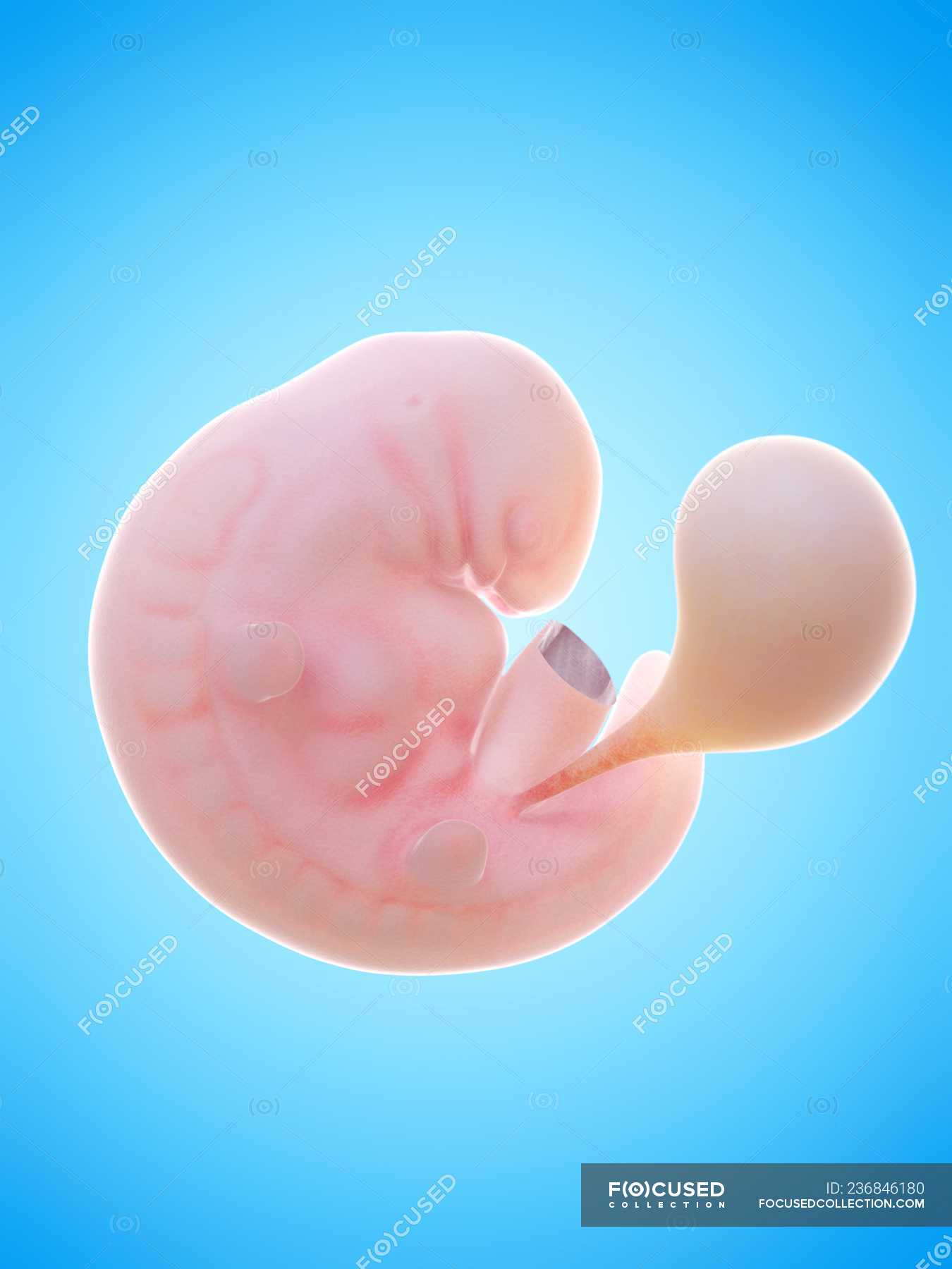 Эмбрион человека 6 недель